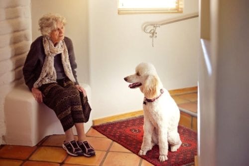 Dementia Dogs Get to Work